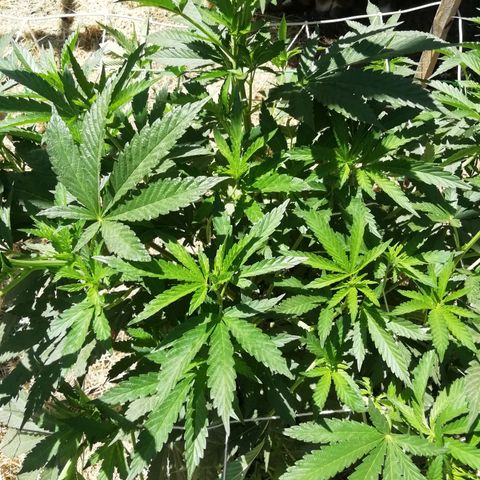 Green Gelato growlog timeline photo