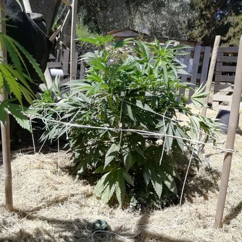 Green Gelato growlog timeline photo