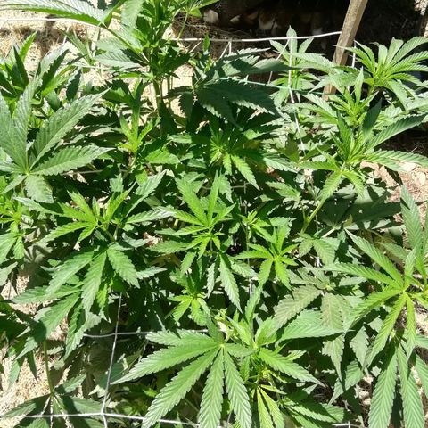 Green Gelato growlog timeline photo
