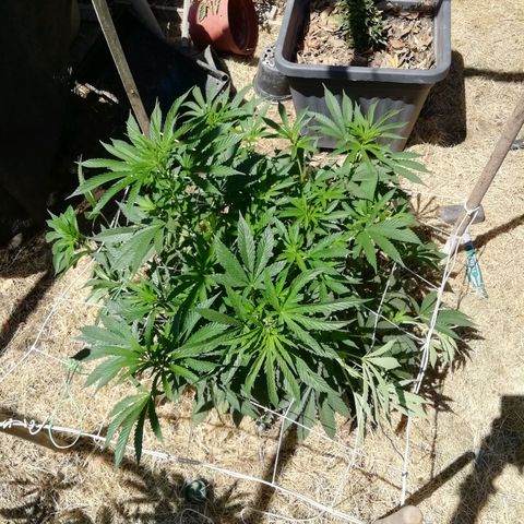 Green Gelato growlog timeline photo