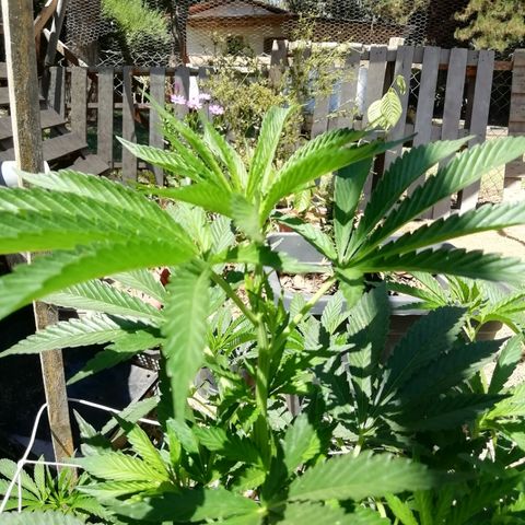 Green Gelato growlog timeline photo