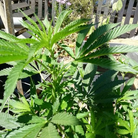 Green Gelato growlog timeline photo