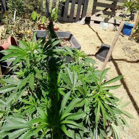 Green Gelato growlog timeline photo