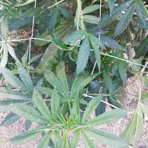 Green Gelato growlog timeline photo