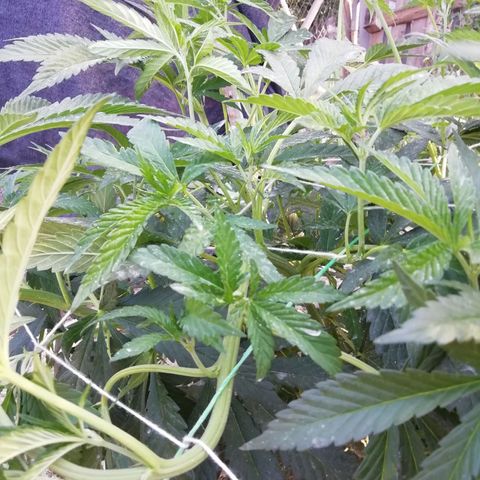 Green Gelato growlog timeline photo
