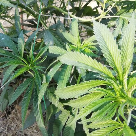 Green Gelato growlog timeline photo