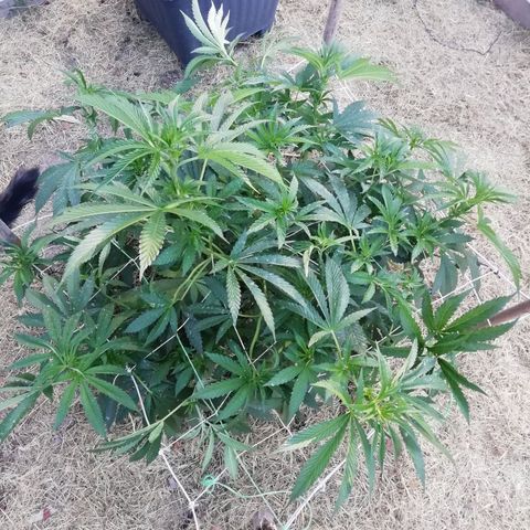 Green Gelato growlog timeline photo