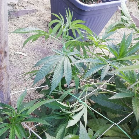 Green Gelato growlog timeline photo
