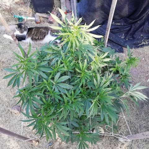 Green Gelato growlog timeline photo
