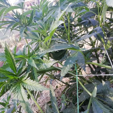 Green Gelato growlog timeline photo