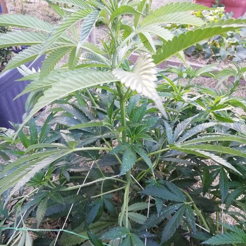 Green Gelato growlog timeline photo