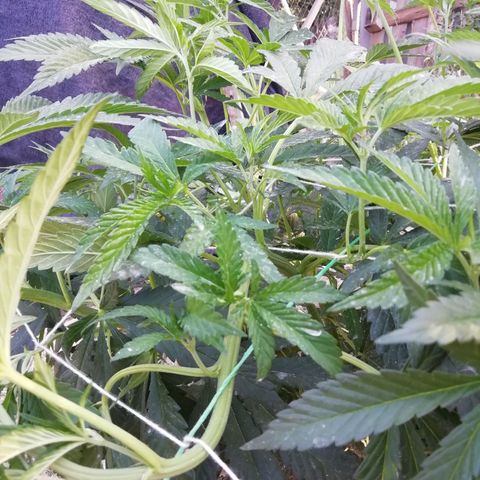 Green Gelato growlog timeline photo