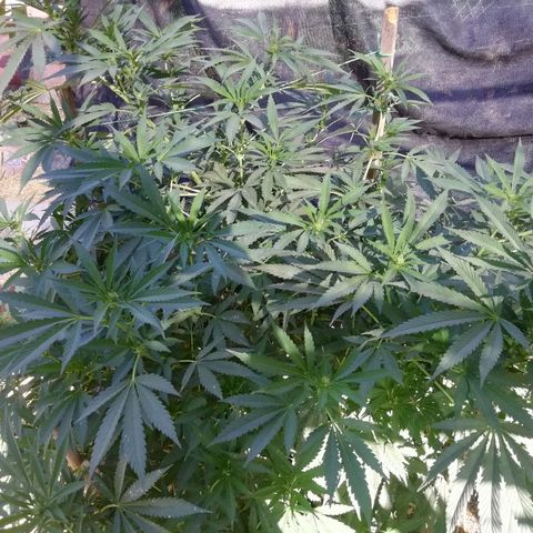 Green Gelato growlog timeline photo
