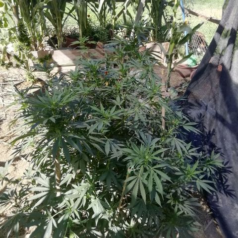 Green Gelato growlog timeline photo
