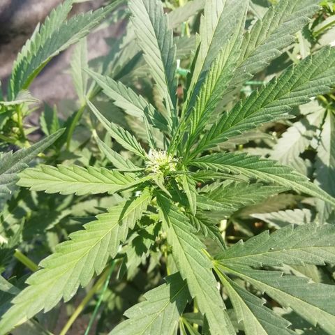 Green Gelato growlog timeline photo