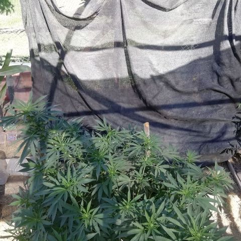Green Gelato growlog timeline photo