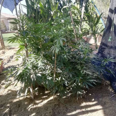 Green Gelato growlog timeline photo