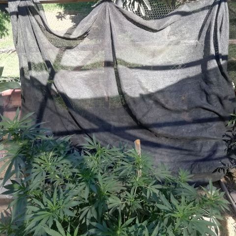 Green Gelato growlog timeline photo