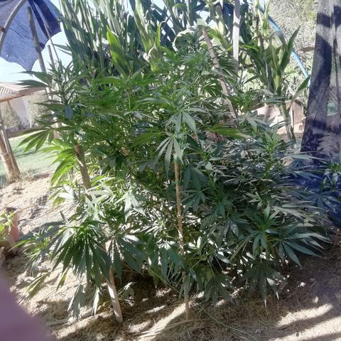 Green Gelato growlog timeline photo