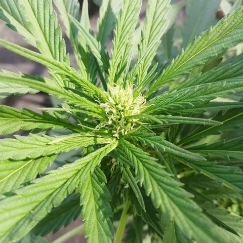 Green Gelato growlog timeline photo