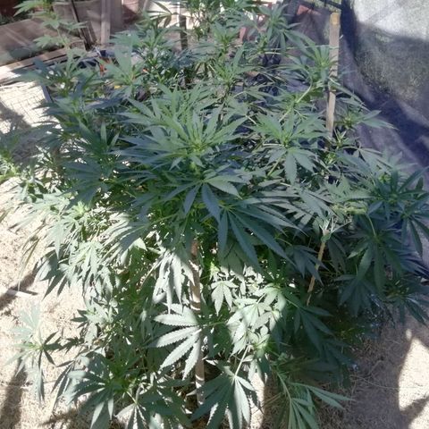 Green Gelato growlog timeline photo