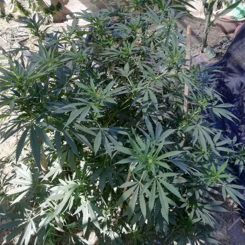 Green Gelato growlog timeline photo