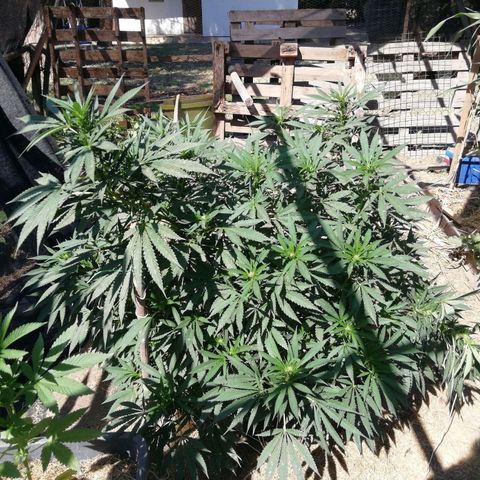 Green Gelato growlog timeline photo