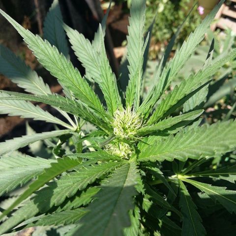 Green Gelato growlog timeline photo
