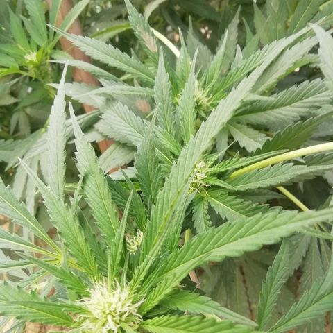 Green Gelato growlog timeline photo