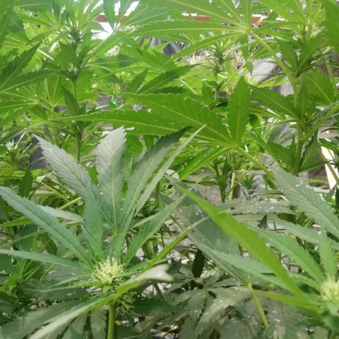 Green Gelato growlog timeline photo