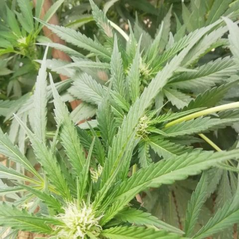 Green Gelato growlog timeline photo