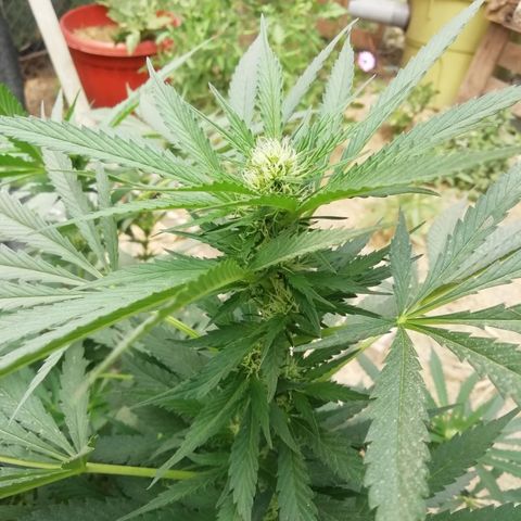 Green Gelato growlog timeline photo