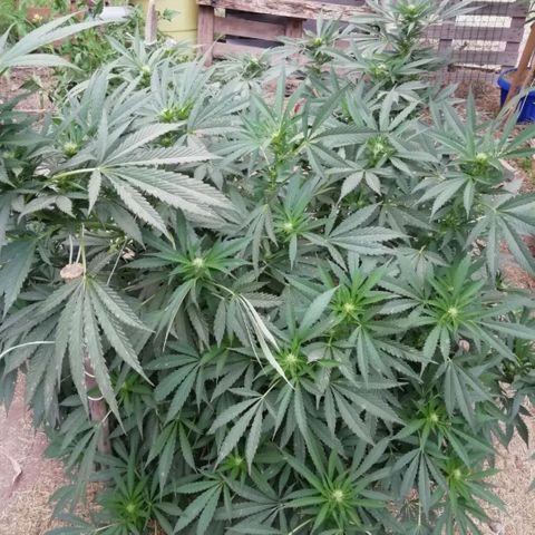 Green Gelato growlog timeline photo