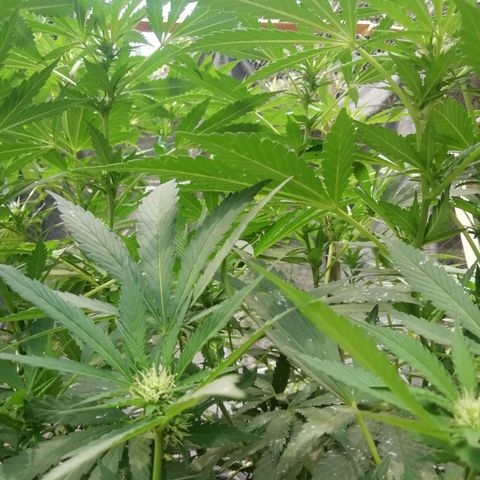 Green Gelato growlog timeline photo