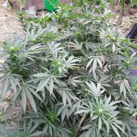 Green Gelato growlog timeline photo