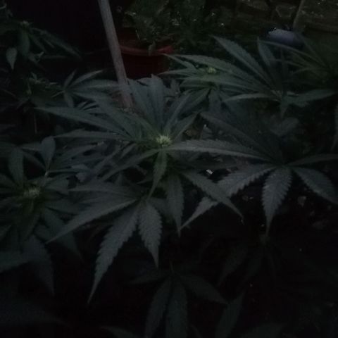 Green Gelato growlog timeline photo