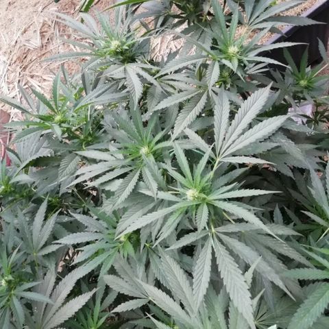 Green Gelato growlog timeline photo