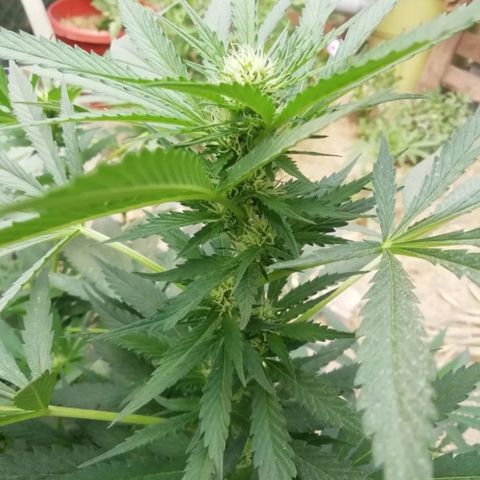 Green Gelato growlog timeline photo