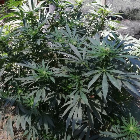 Green Gelato growlog timeline photo
