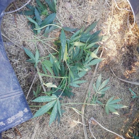 Green Gelato growlog photo: Poda :( na q hacer si no van a salir hongos