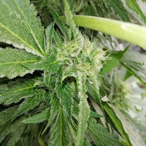 Green Gelato growlog timeline photo