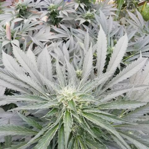 Green Gelato growlog timeline photo
