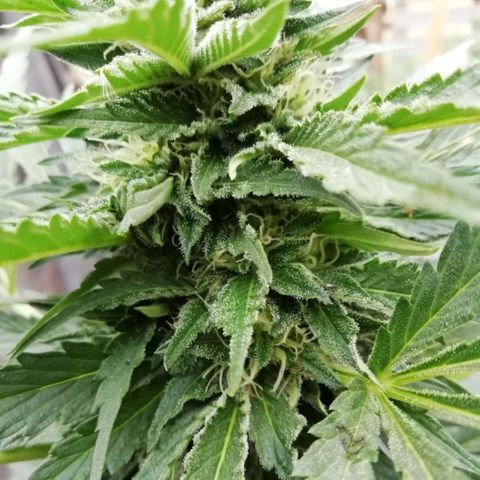 Green Gelato growlog timeline photo