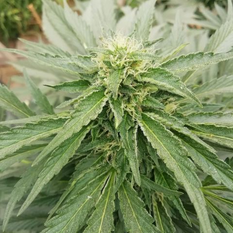Green Gelato growlog timeline photo