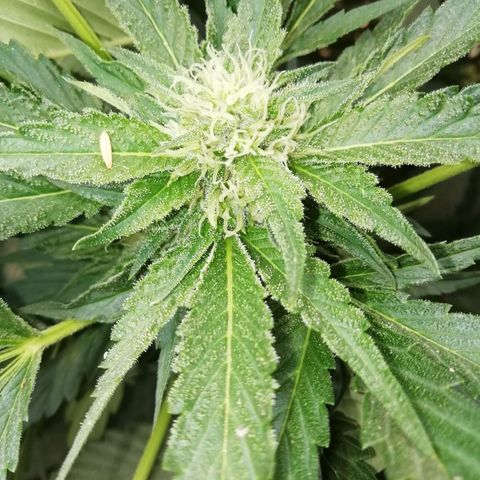Green Gelato growlog timeline photo