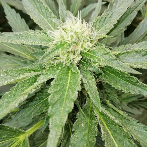 Green Gelato growlog timeline photo