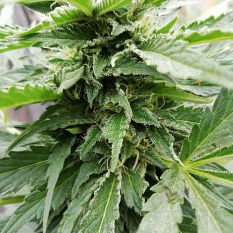 Green Gelato growlog timeline photo
