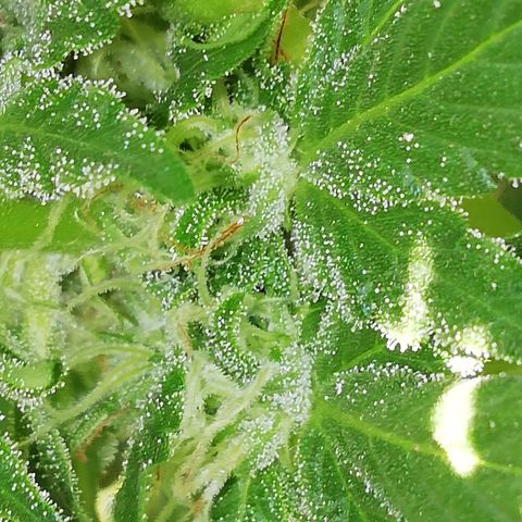 Green Gelato growlog timeline photo