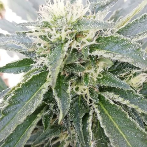 Green Gelato growlog timeline photo