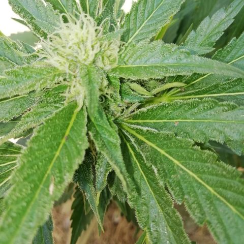 Green Gelato growlog timeline photo